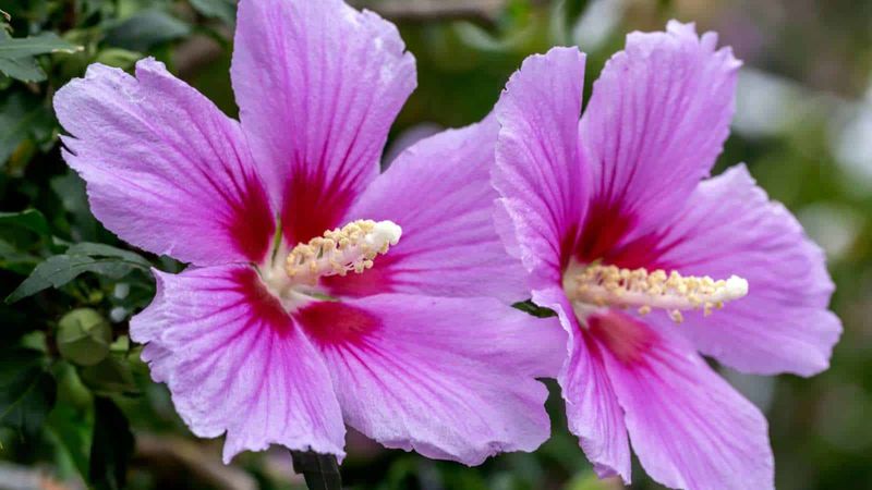 2. Rose of Sharon