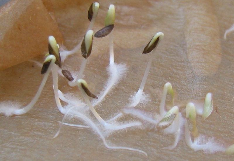 2. Cold Stratify Seeds To Break Dormancy