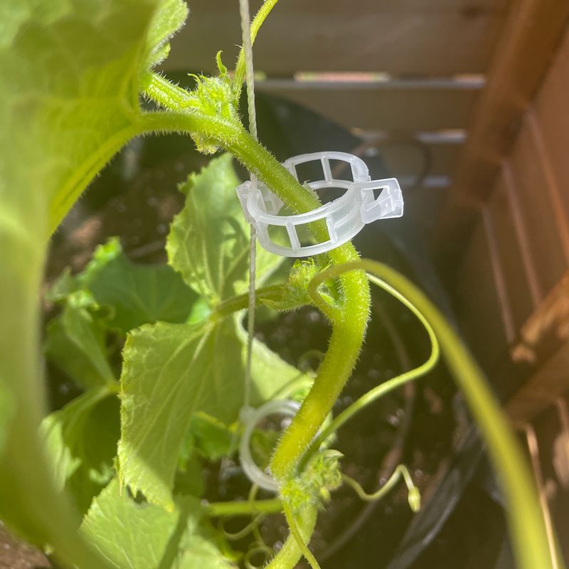 2. Broken Stems Near The Base