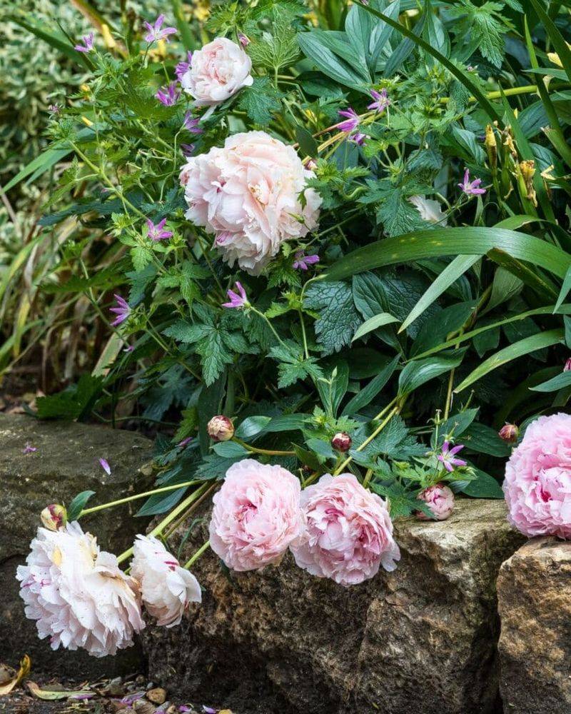 2. The Best Time To Deadhead Your Peonies