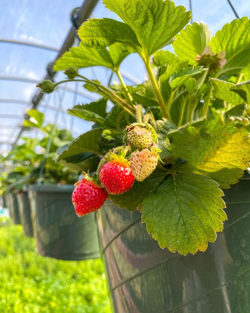 2. Hanging Basket Berries