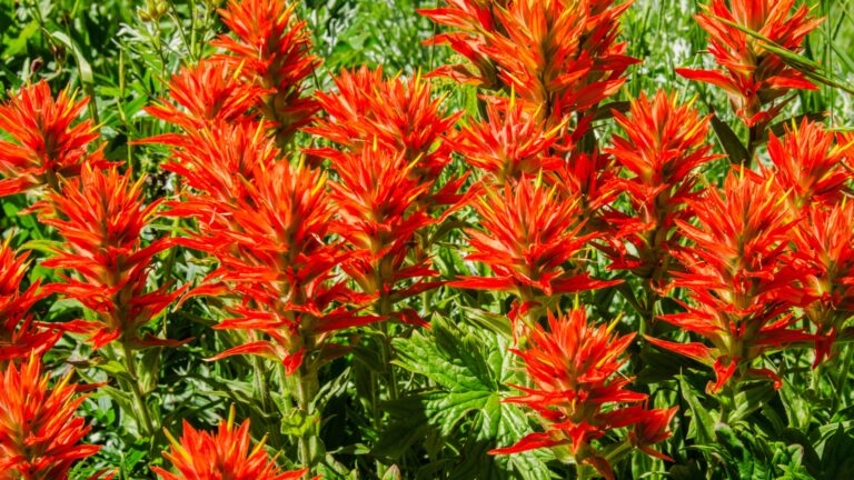Indian Paintbrush