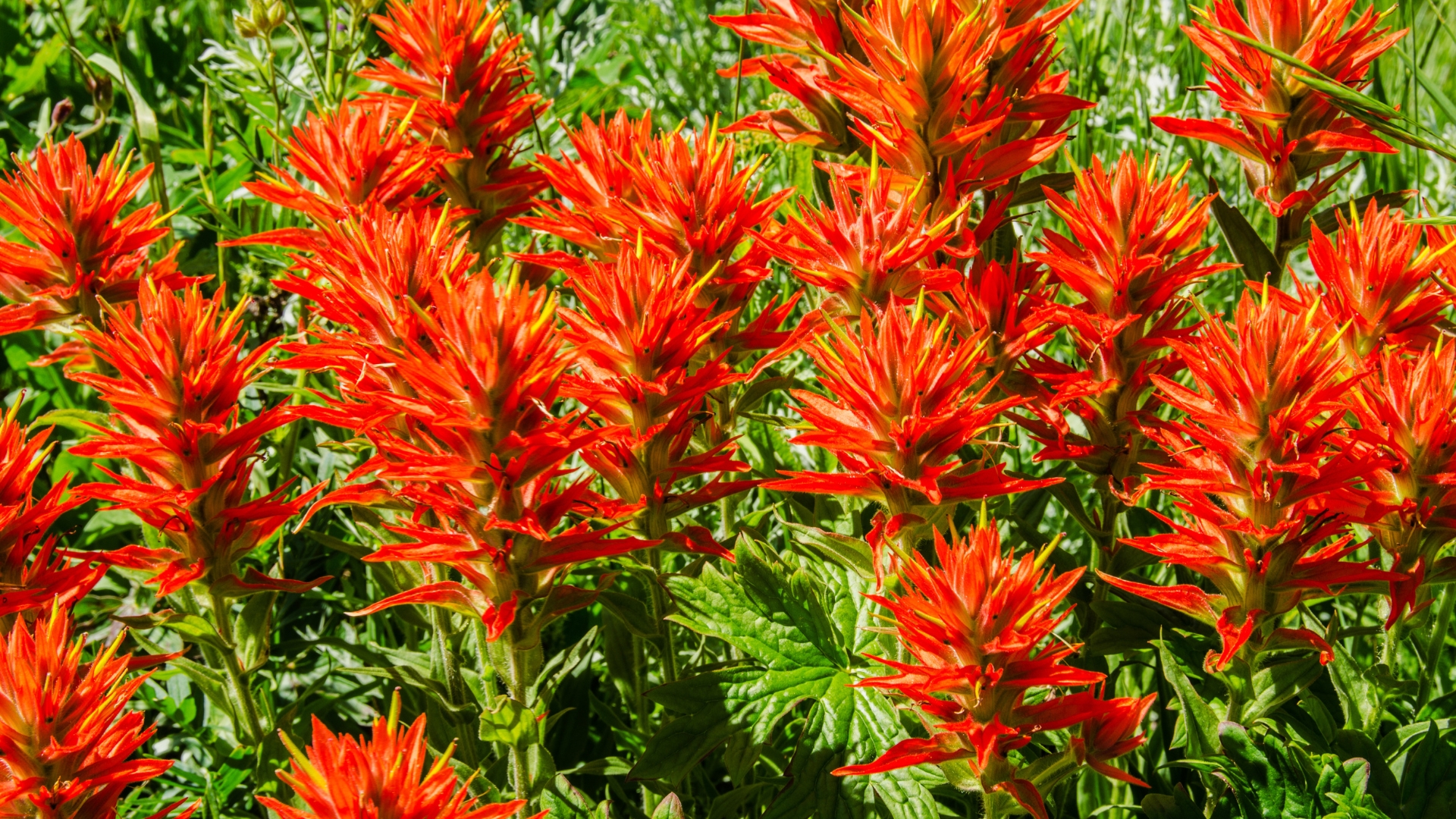 10 Beautiful But Parasitic Flowers To Watch Out For (And Smarter Picks For Your Beds)