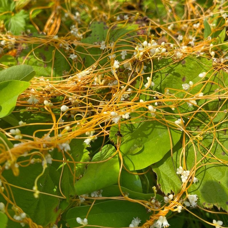 Dodder