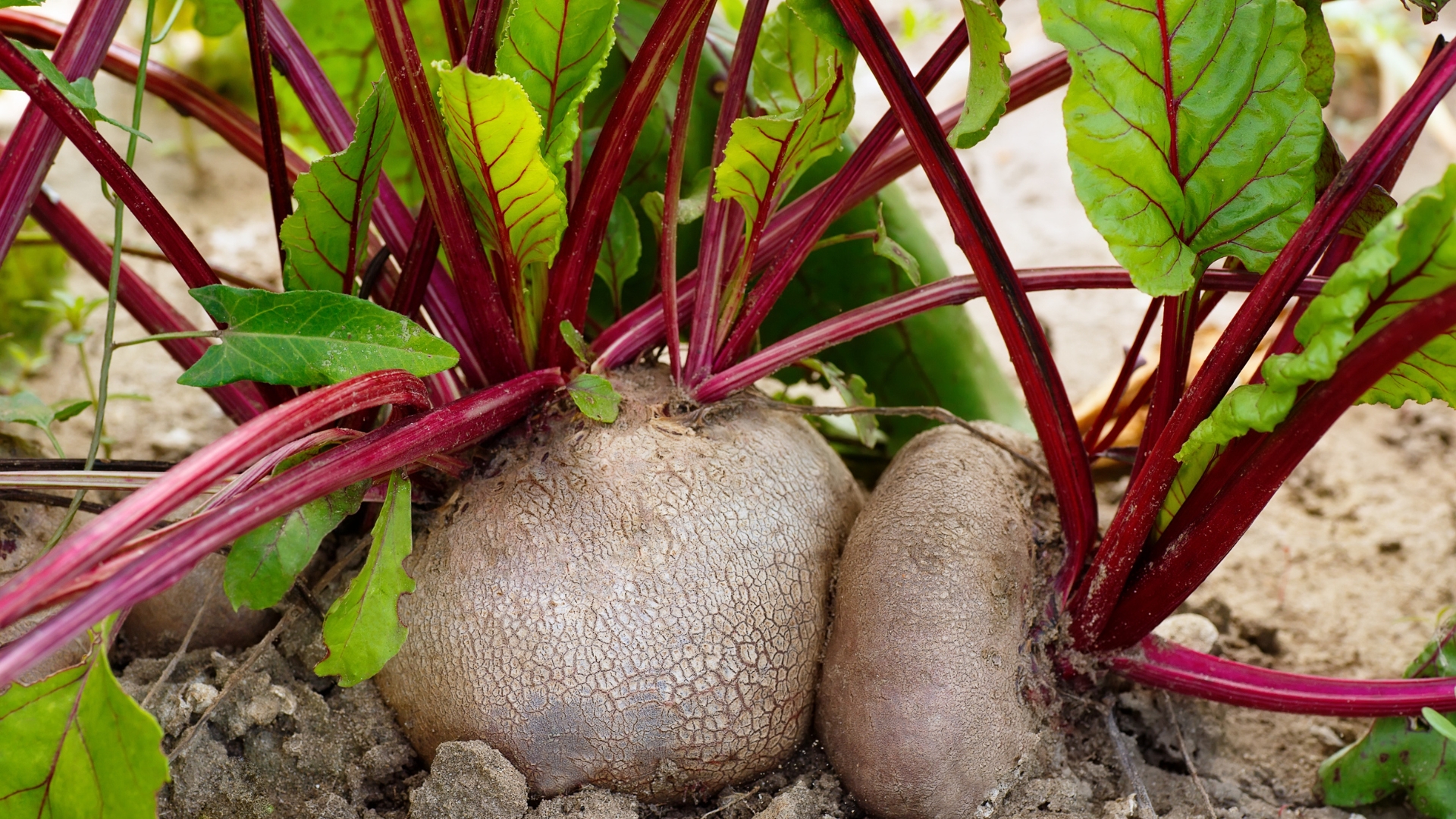 Beet