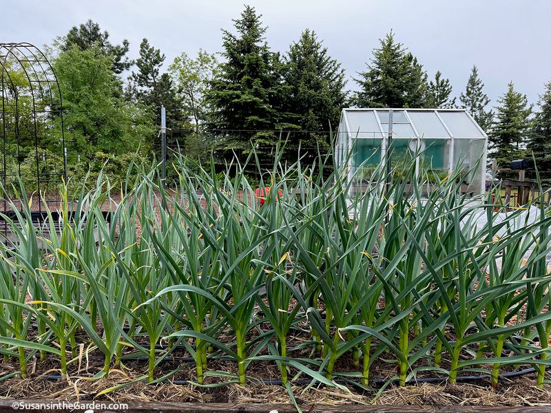 Garlic