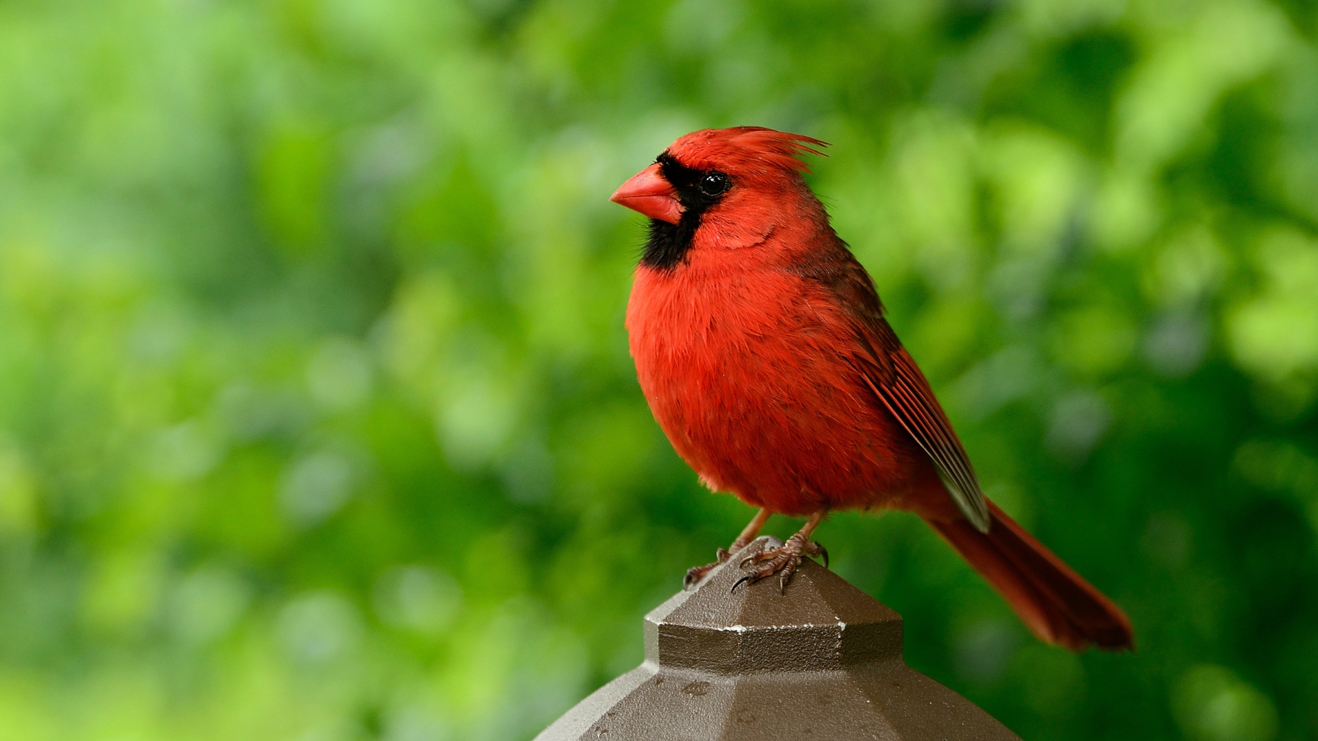bird