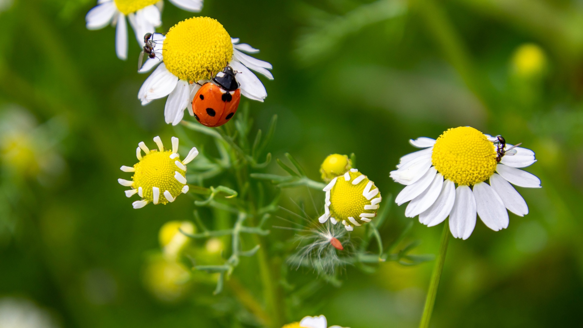 ladybug on a chamomile flower