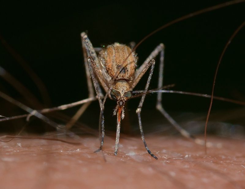 Pesky Mosquitoes