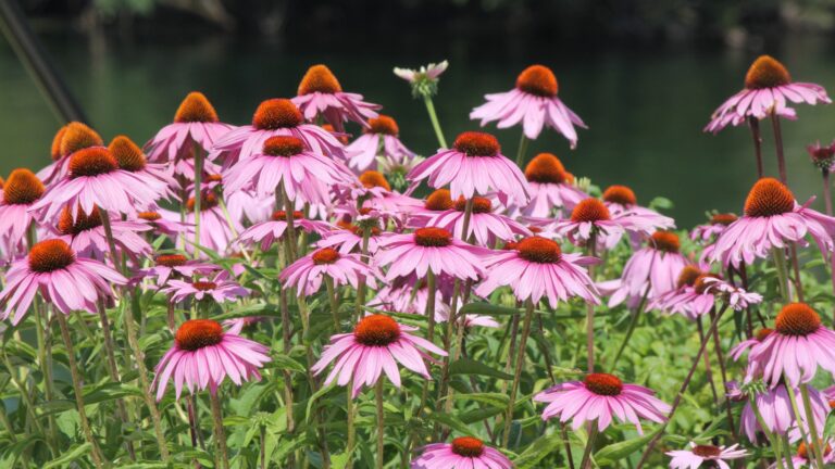 Coneflowers
