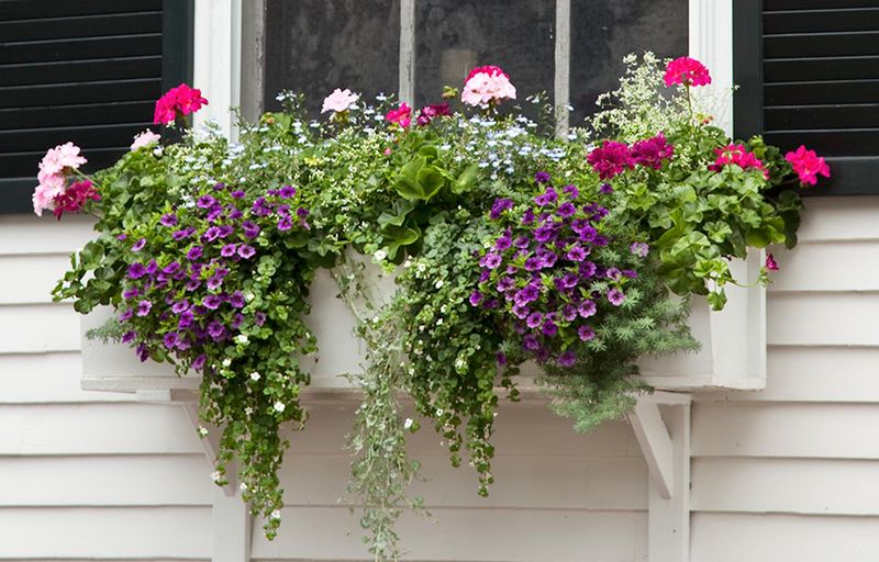 Window Box Wonders