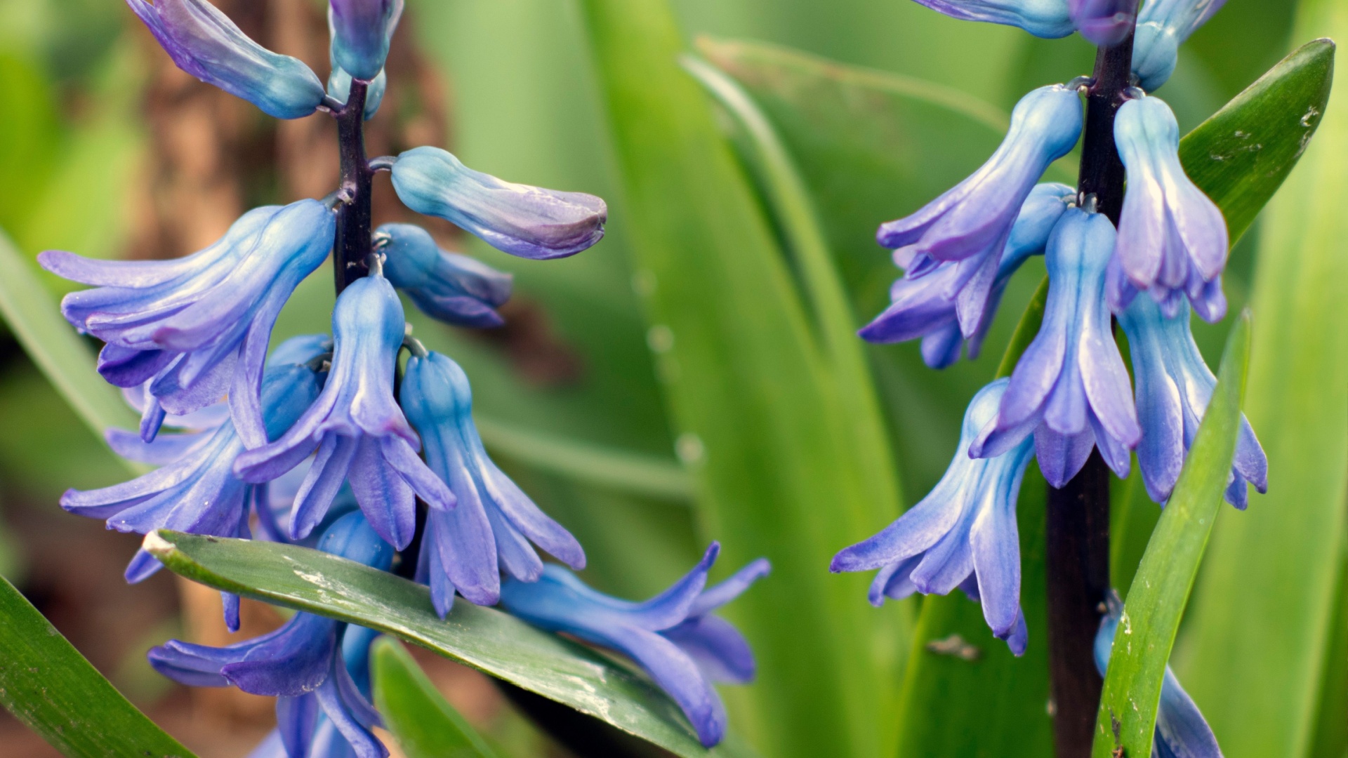 bluebells