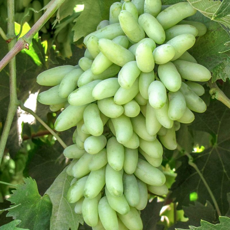 Grape