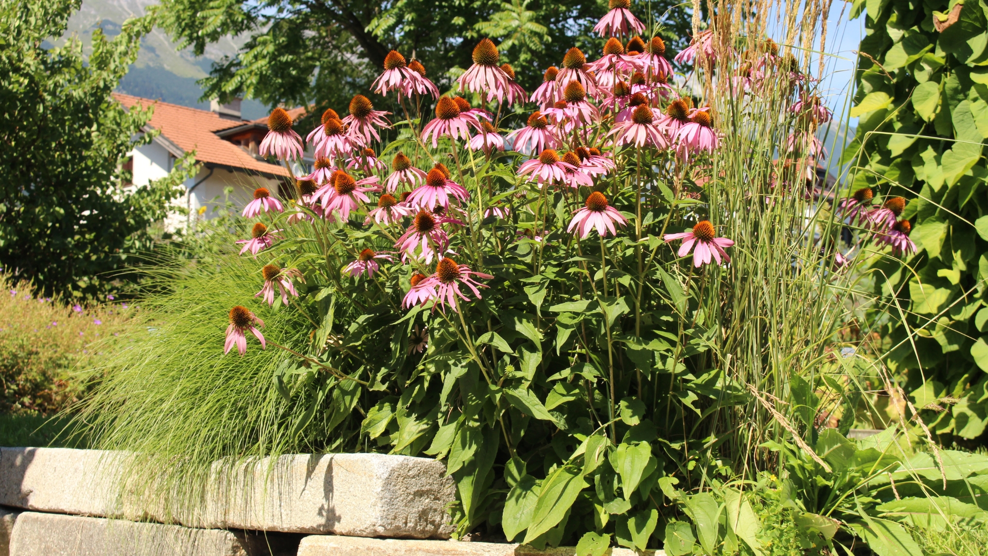 10 Fast-Growing Ground Covers That Fill Empty Spaces (Plus 10 Perennials For Year-Round Color)