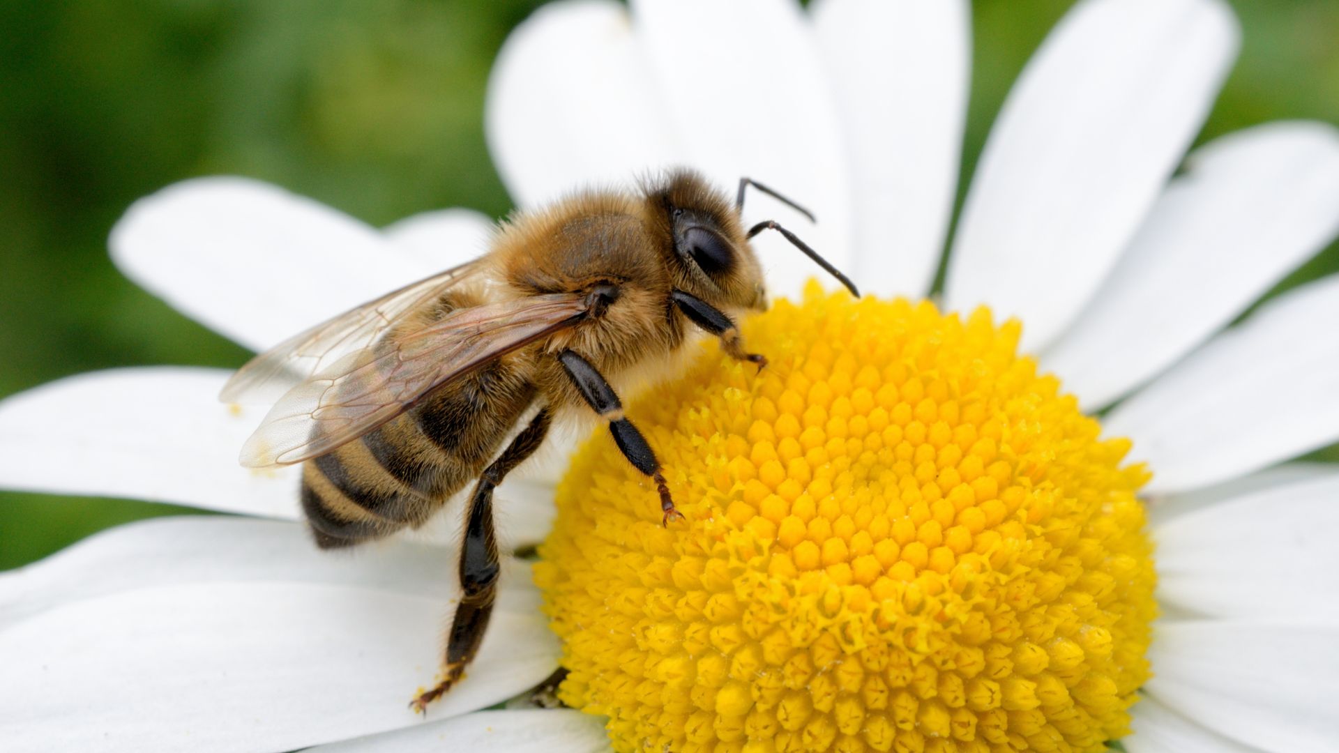 honey bee