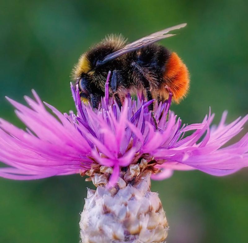 Bumble Bees