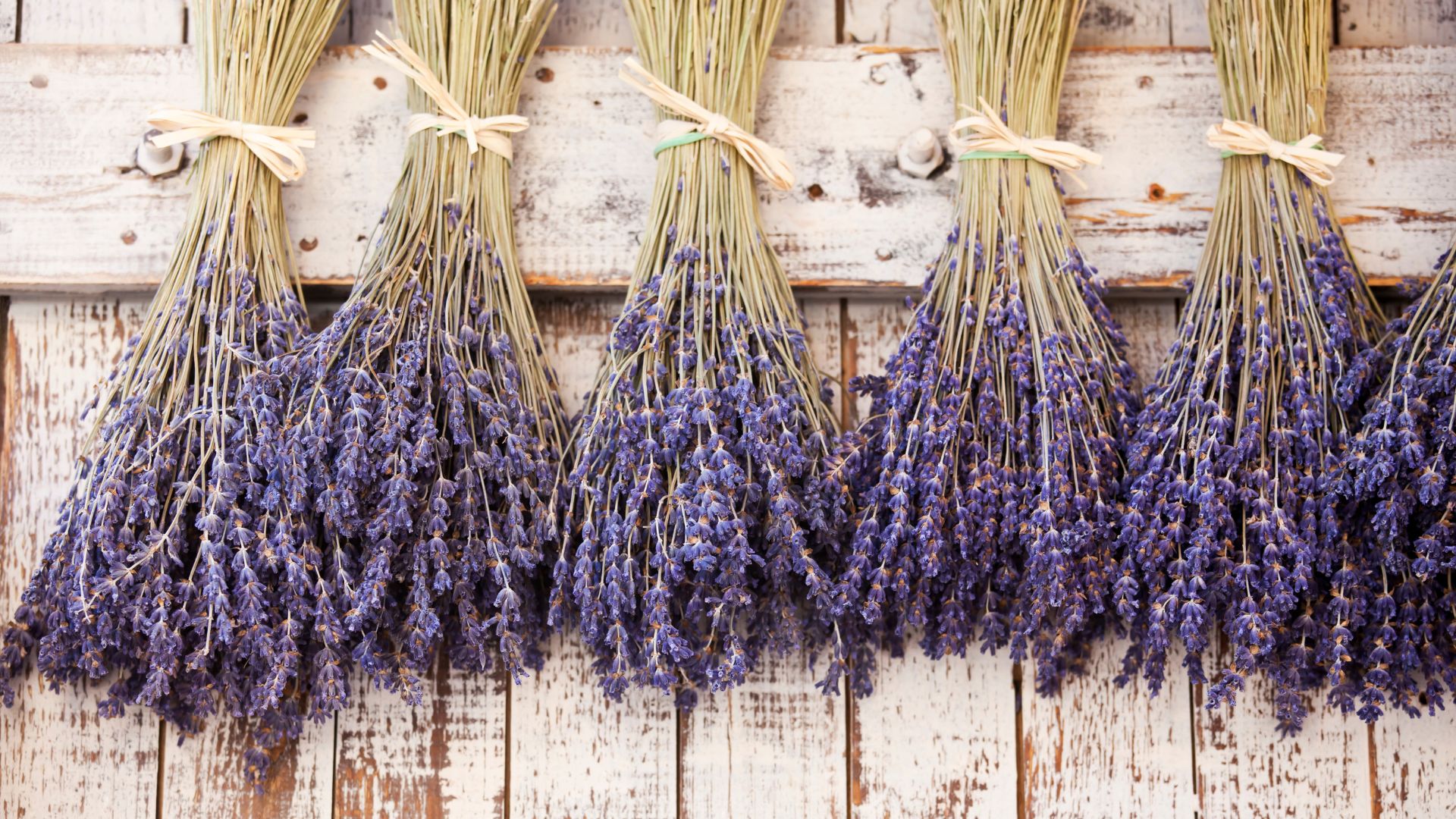 provence lavender
