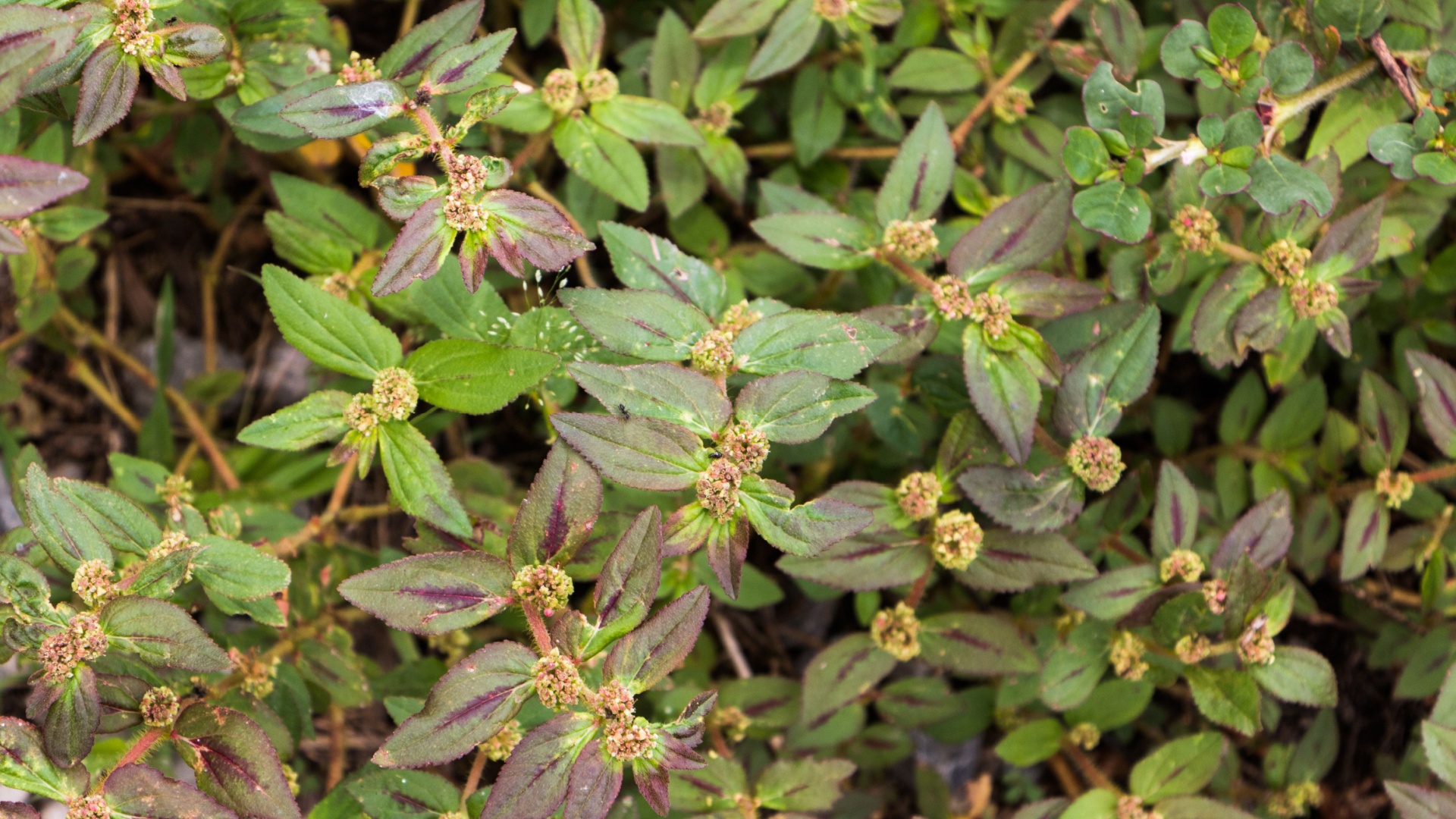spurge weed