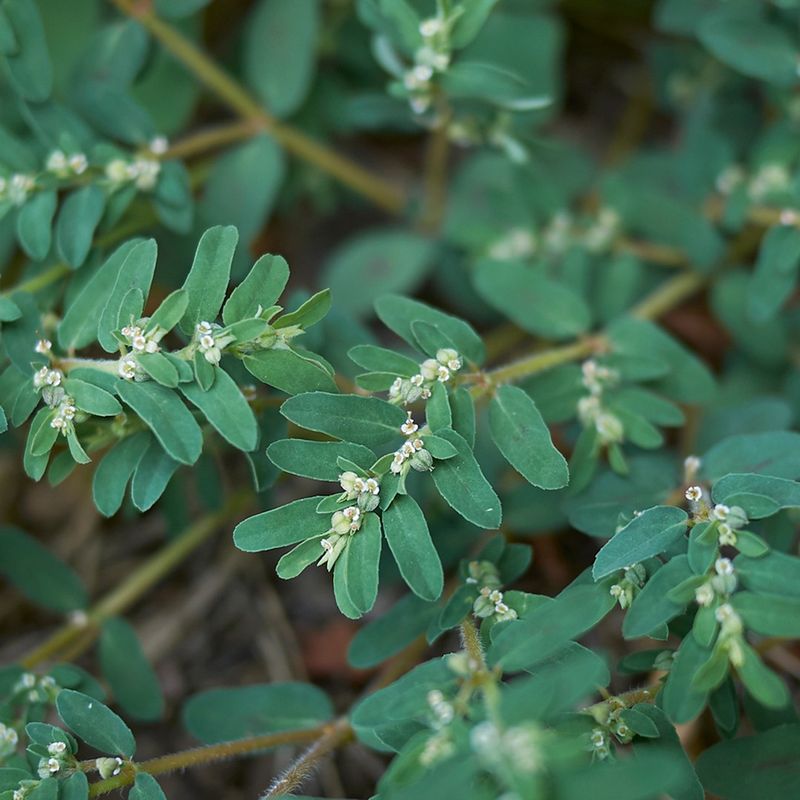 Pulling Spurge Without Gloves