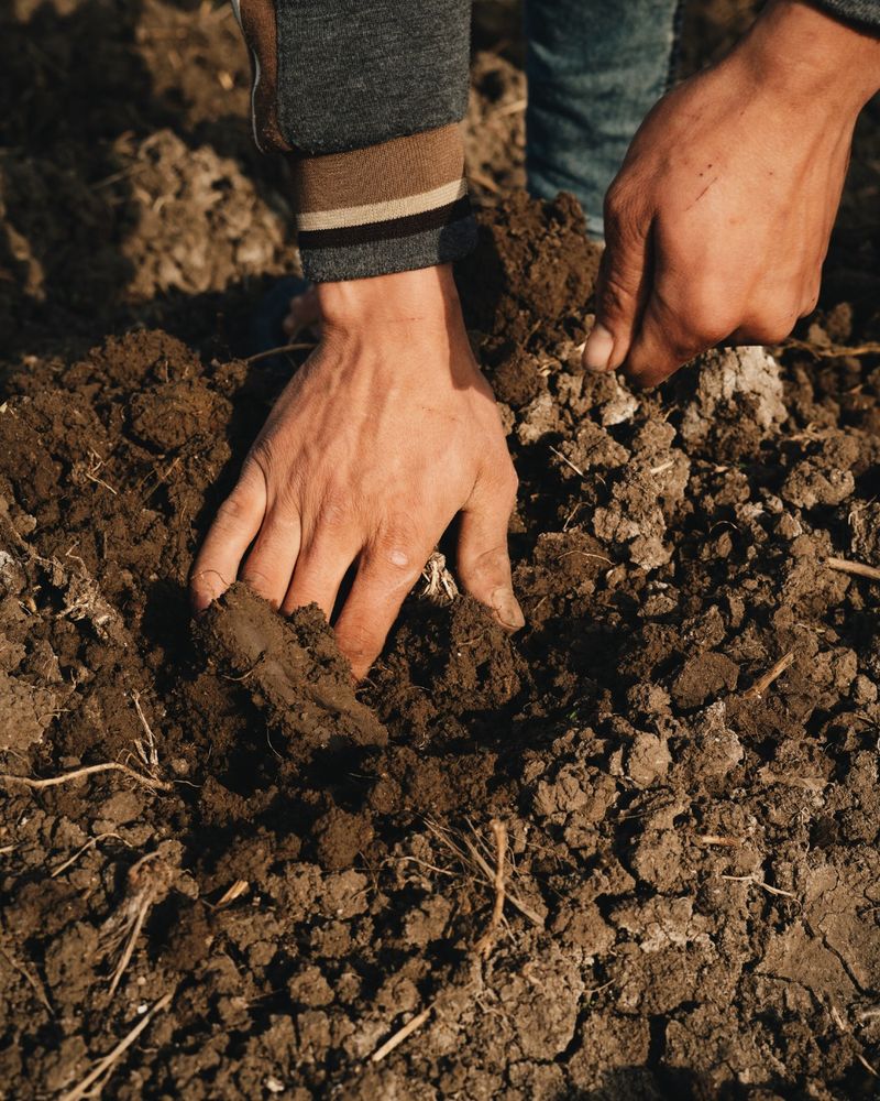 Composted Manure