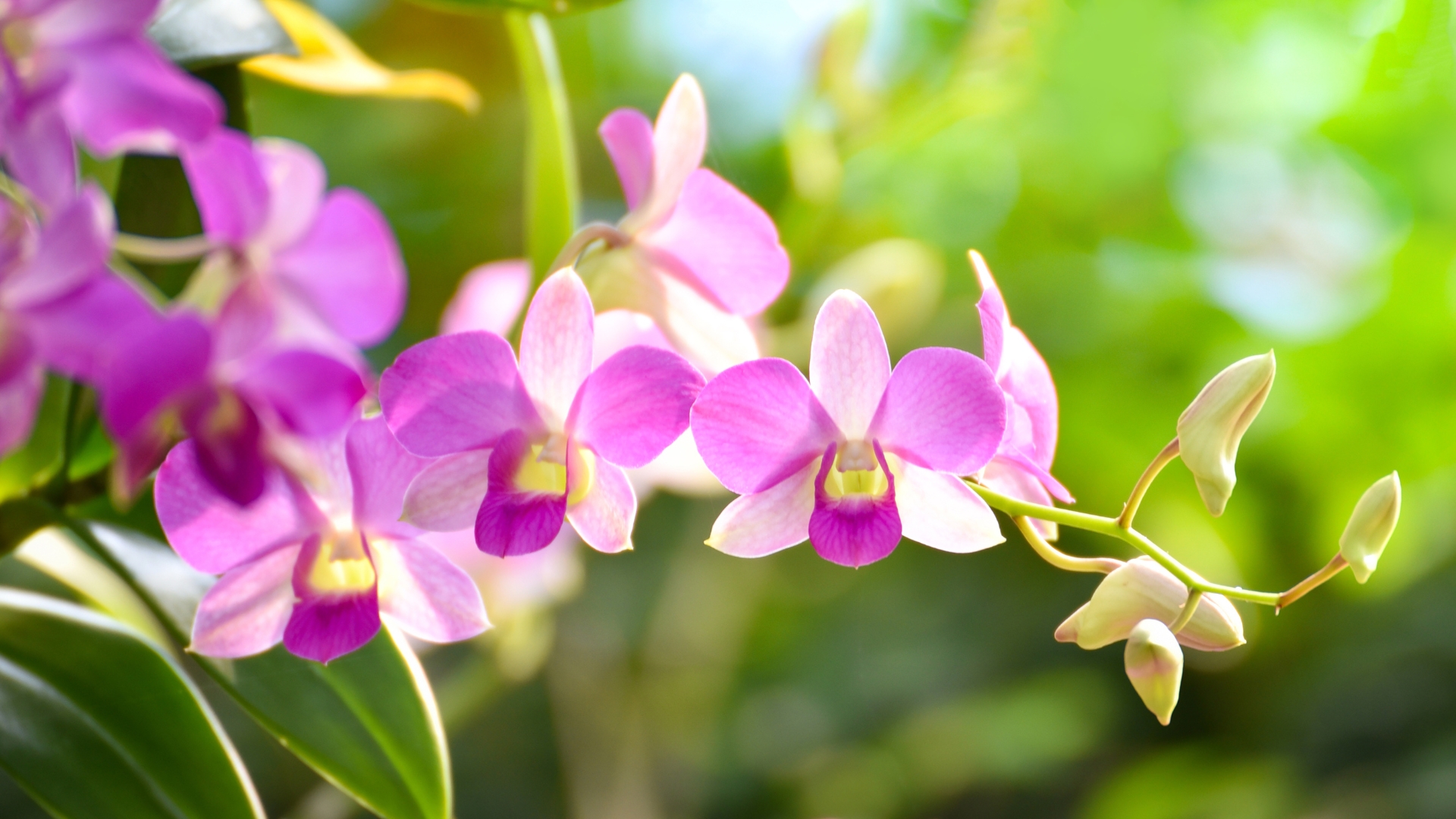 10 Orchid Care Mistakes That Can Destroy Your Entire Plant (And How To Keep It Thriving)