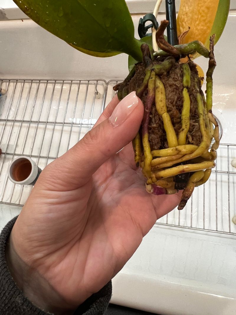 Overwatering Disaster
