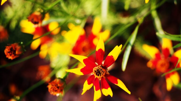 Coreopsis