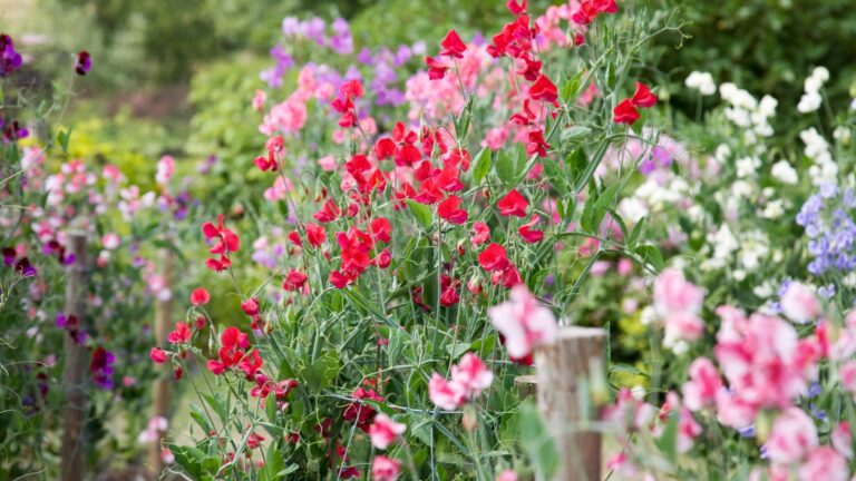 Sweet Peas