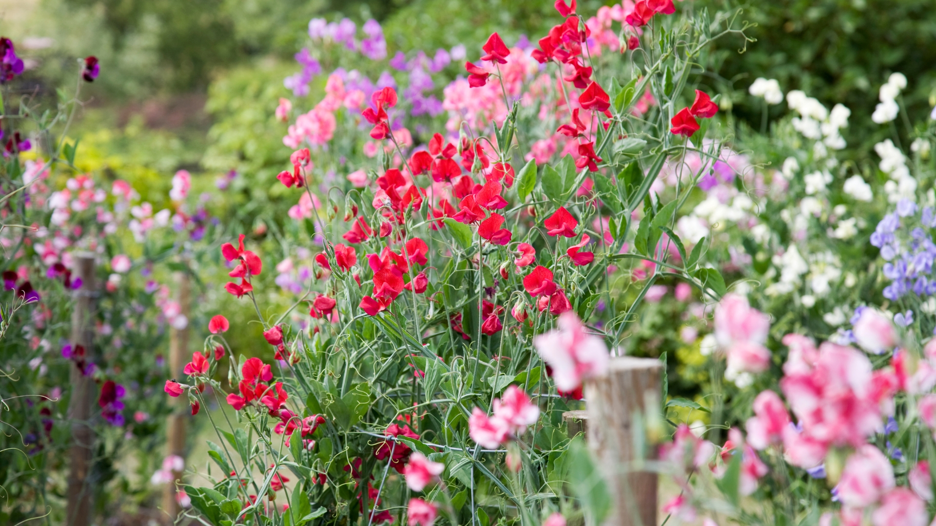 10 Places To Never Plant Sweet Peas For A Fragrant Summer (And Better Spots To Choose)