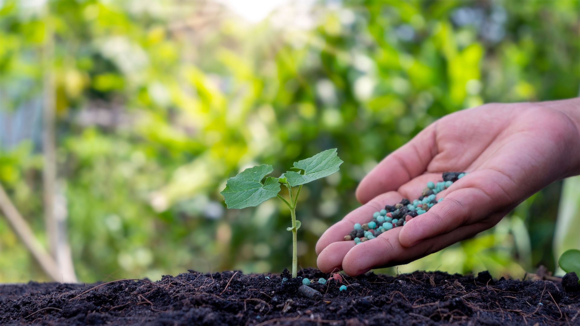 10 Popular Fertilizers That Are Ruining Your Soil (And What To Use Instead)