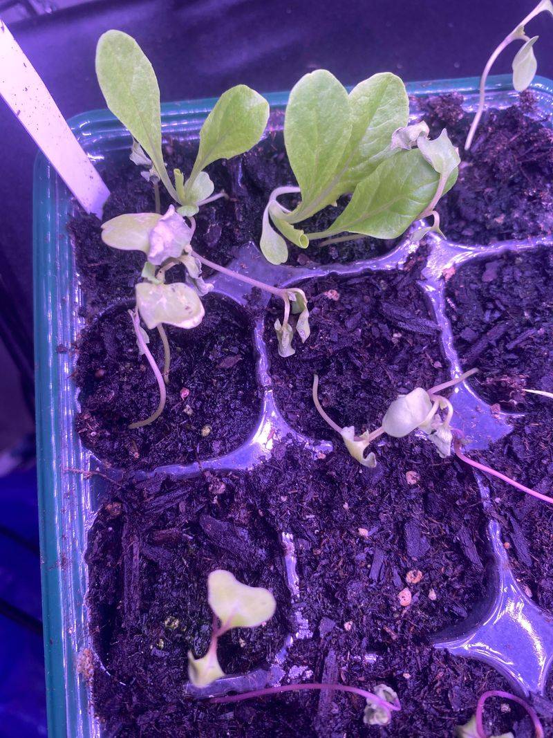 Miracle-Gro Blue Crystals