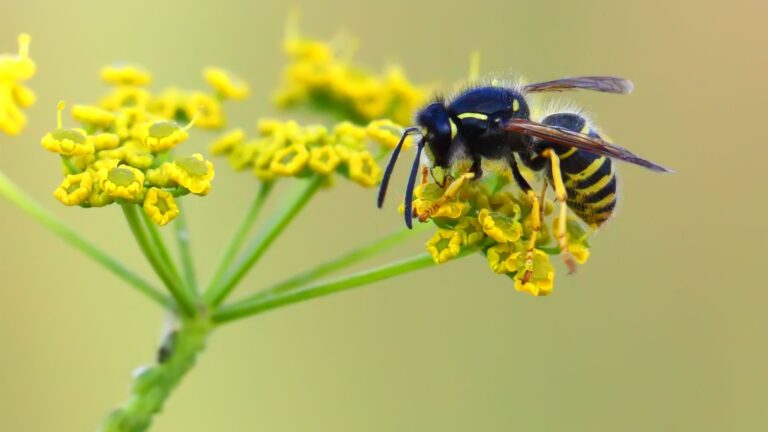 wasp on a yellow flower
