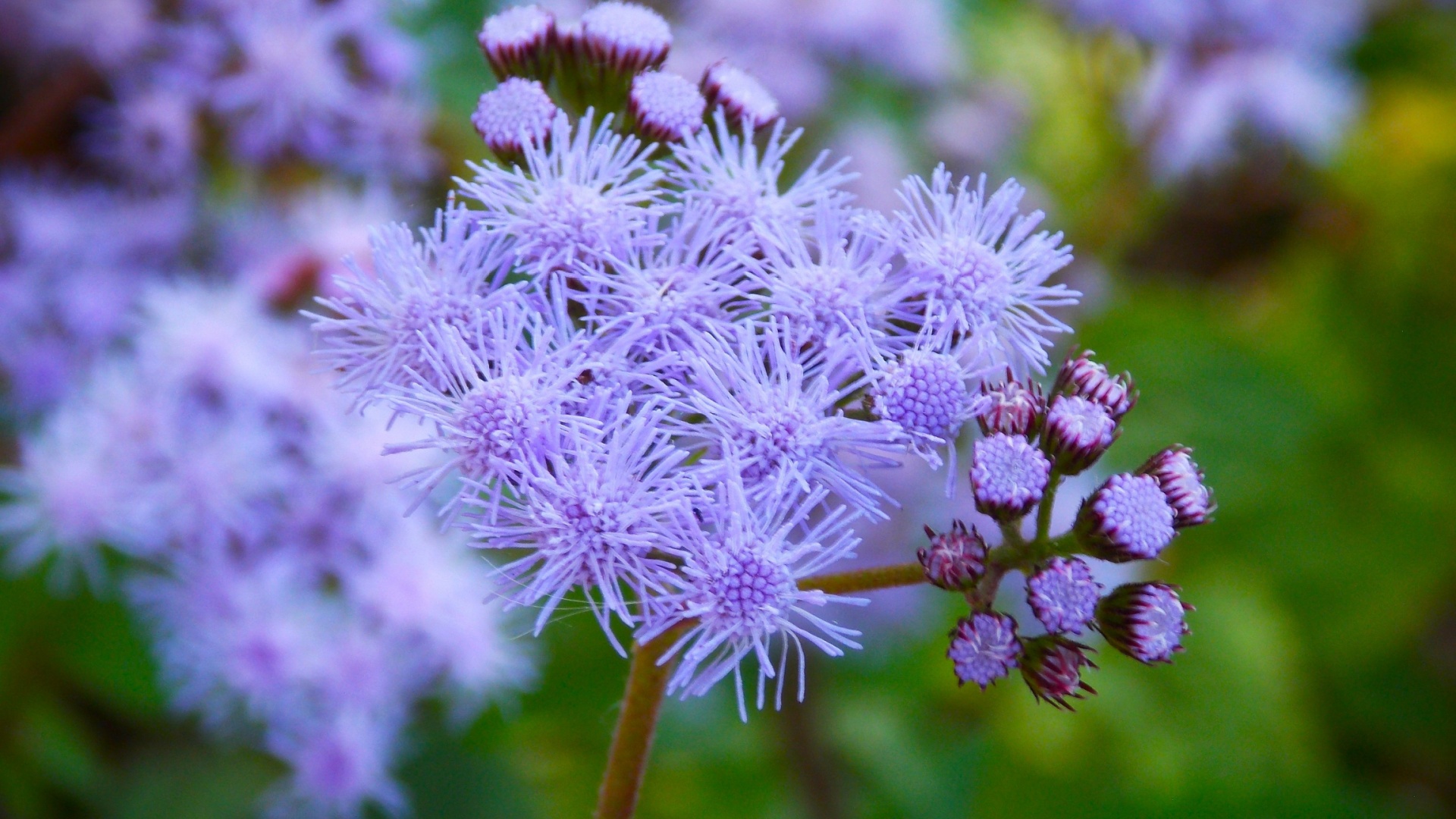blue mistflower