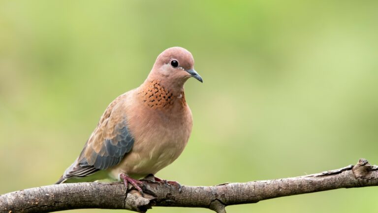 morning dove on a branch