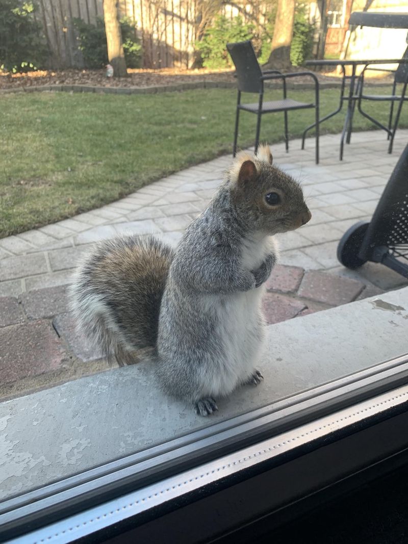 Squirrels: The Acrobatic Neighbors