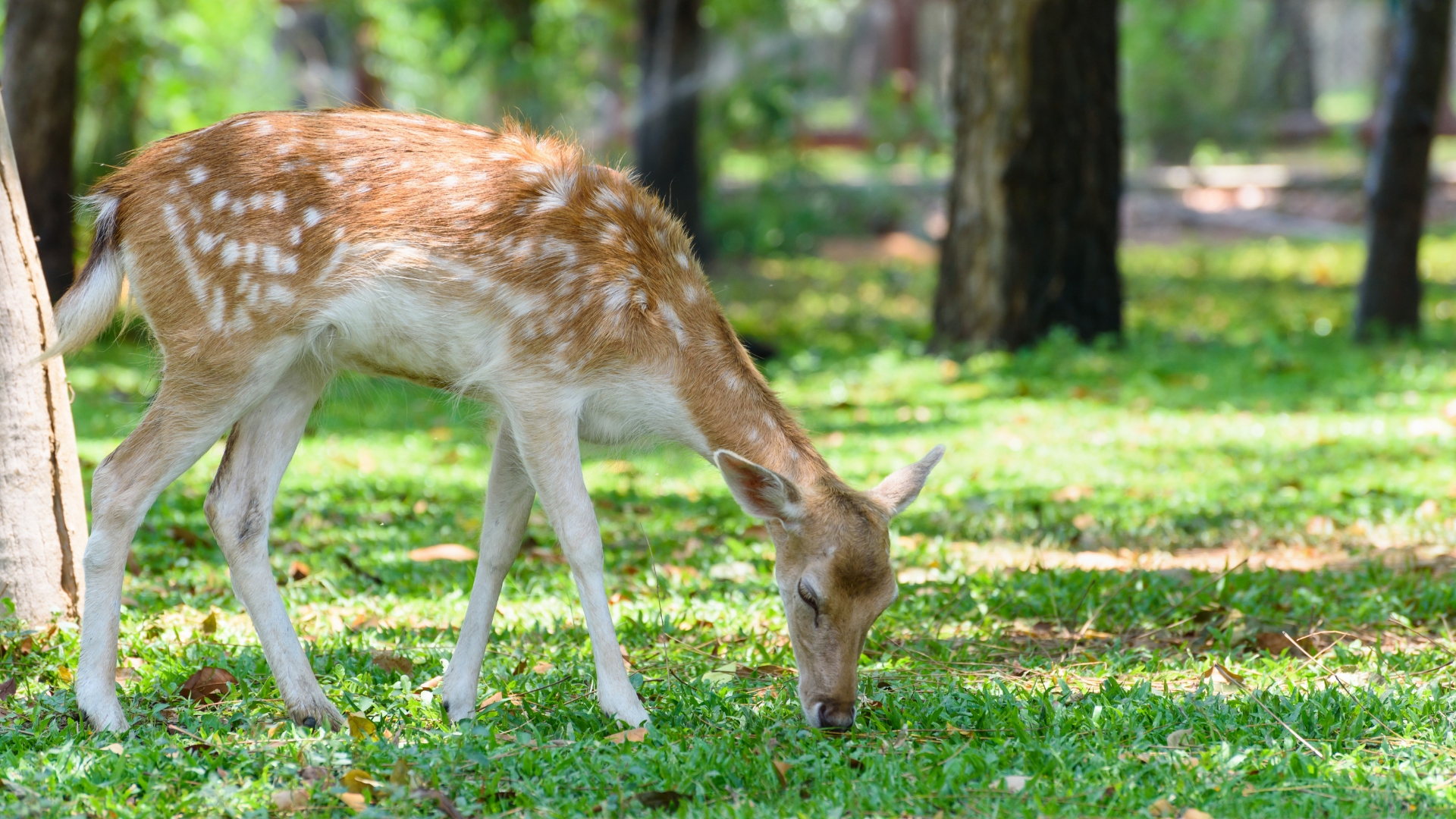 deer