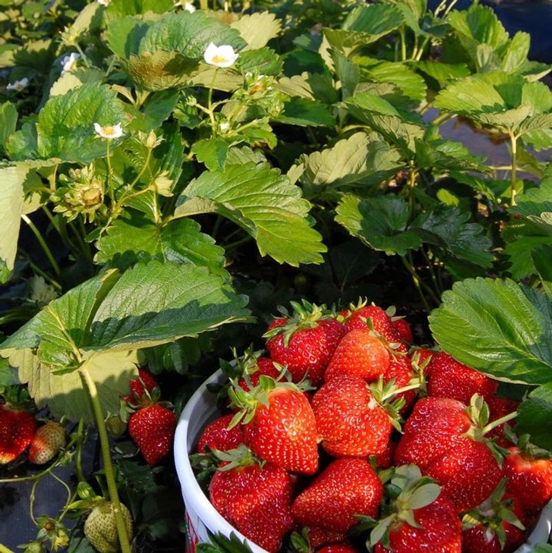 Strawberries