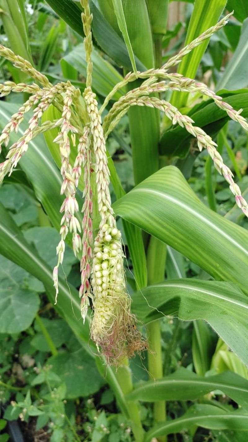 Corn: Too Tall, Too Hungry