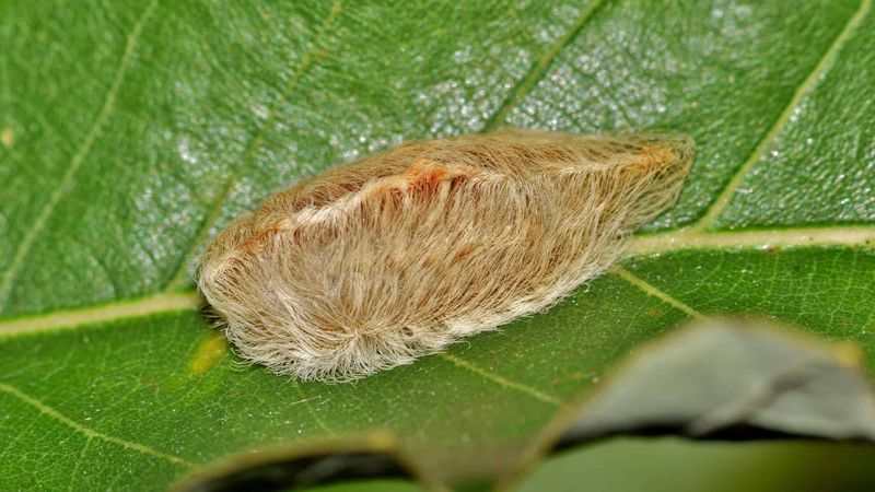 Puss Caterpillar (Flannel Moth Caterpillar)