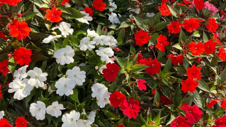 impatiens flowers