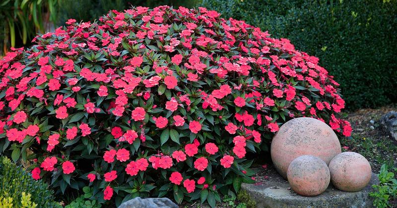 Carefree Impatiens