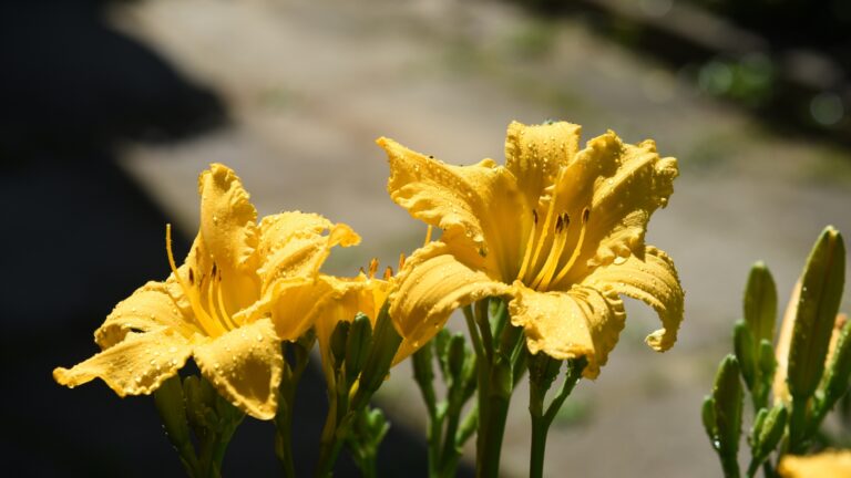 Daylily