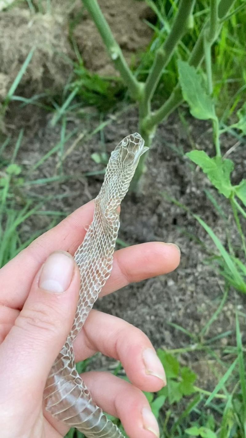 Shed Snake Skins