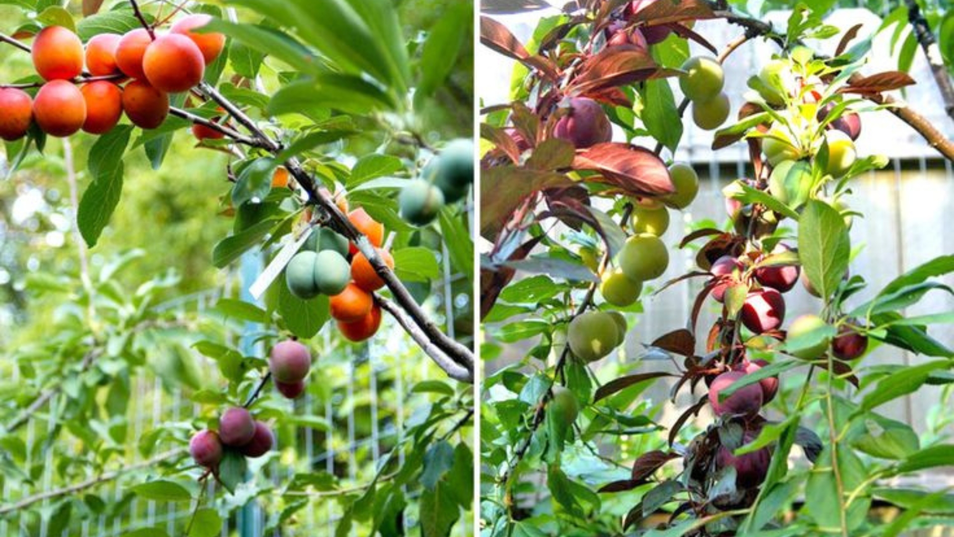 tree of 40 fruits