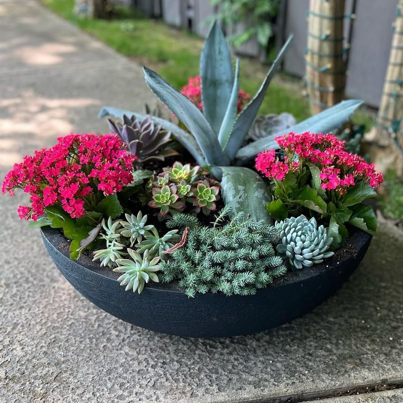 11. Agave: Sculptural Desert Beauty