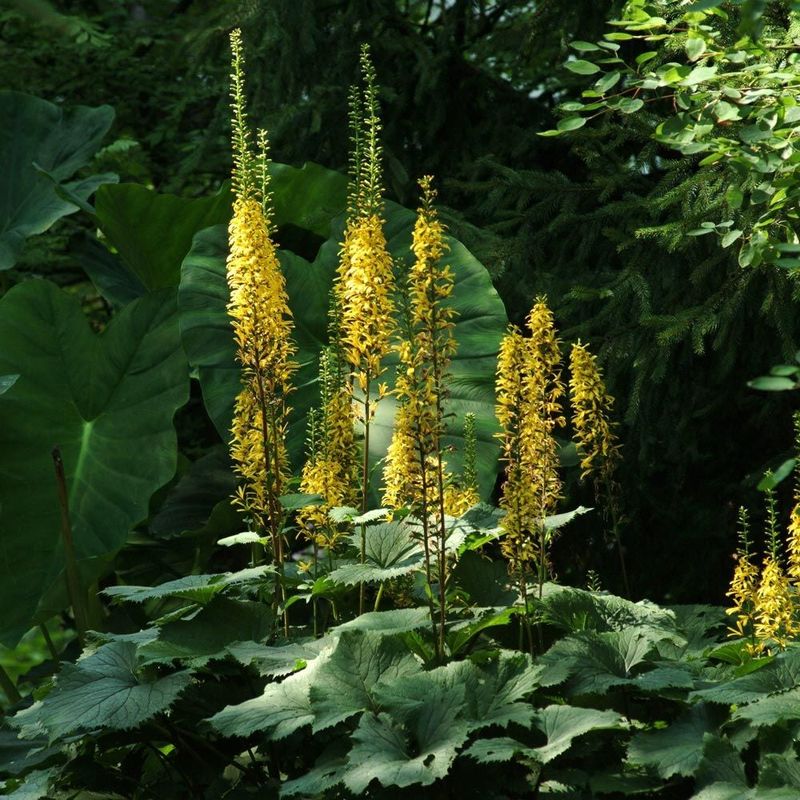 11. Ligularia