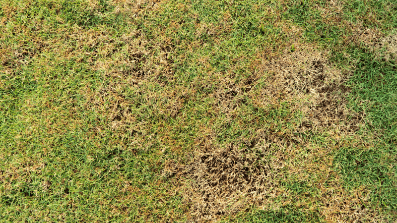 11. Compacts Already Stressed Soil