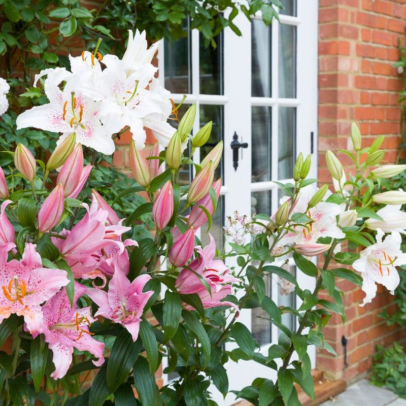 11. Protects Pollinators From Toxic Pollen