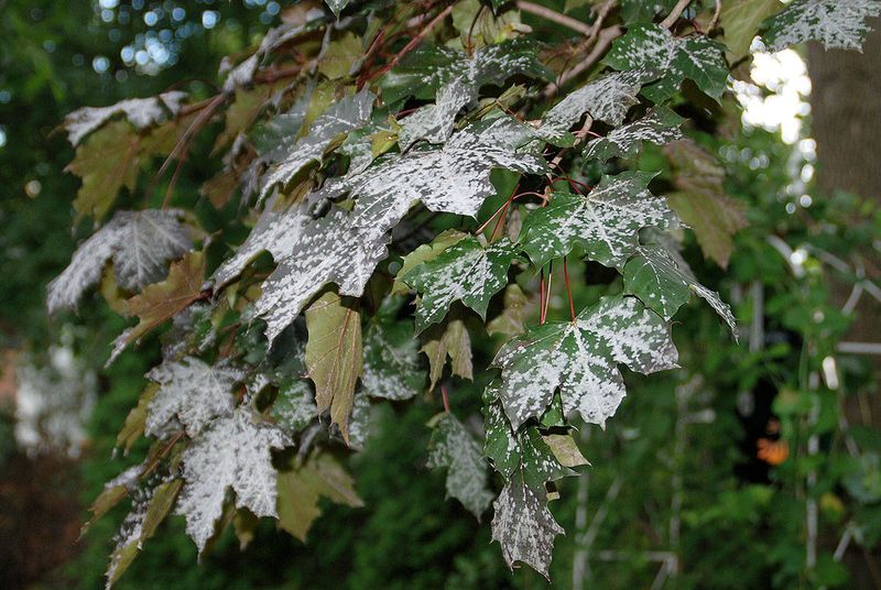 11. Mildew Or Fungal Spots Appearing