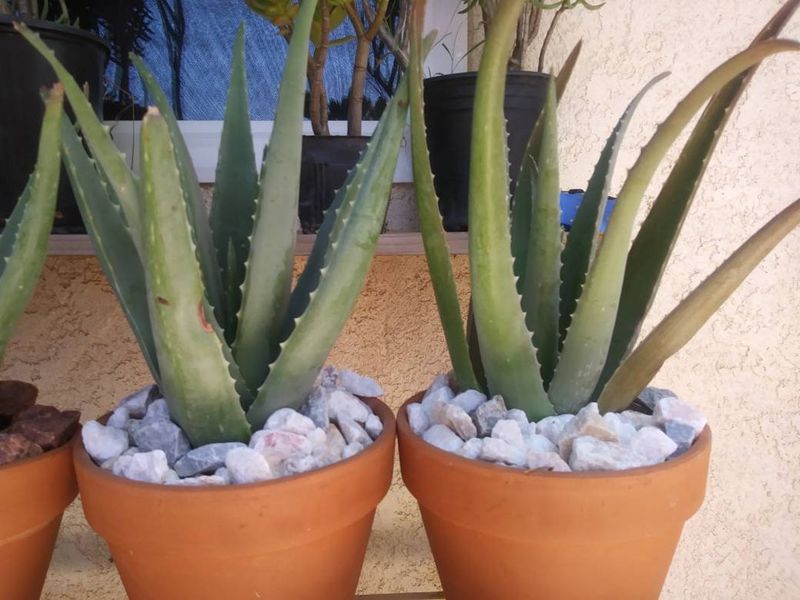 11. Aloe Vera